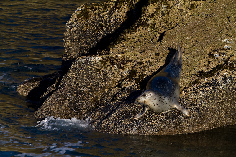 Harbor Seal